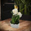 Nathane Hydrangea Arrangement in Vase