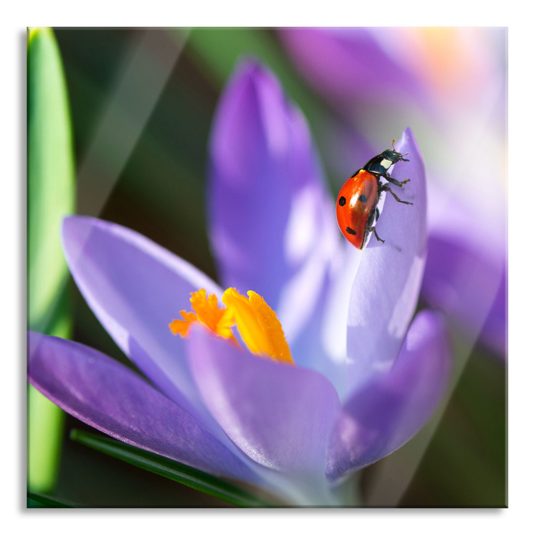 Glasbild Krokusblüte mit Marienkäfer