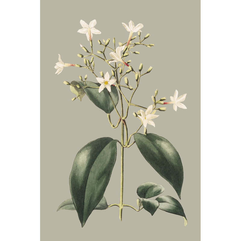 Botanical Cabinet I, 122cm H x 81cm W x 3.8cm D