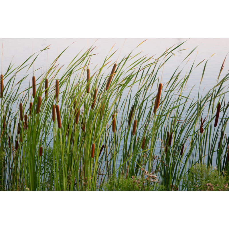 Cattails By The Lake by BullpenAl - Wrapped Canvas Print, 30cm H x 46cm W