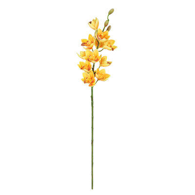 Tiges d'orchidées
