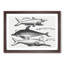 Shark and Dolphins by Thomas Astley - Picture Frame Drawing Print-55619328-55619331