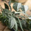 Kannon 72" Artificial California Eucalyptus Garland