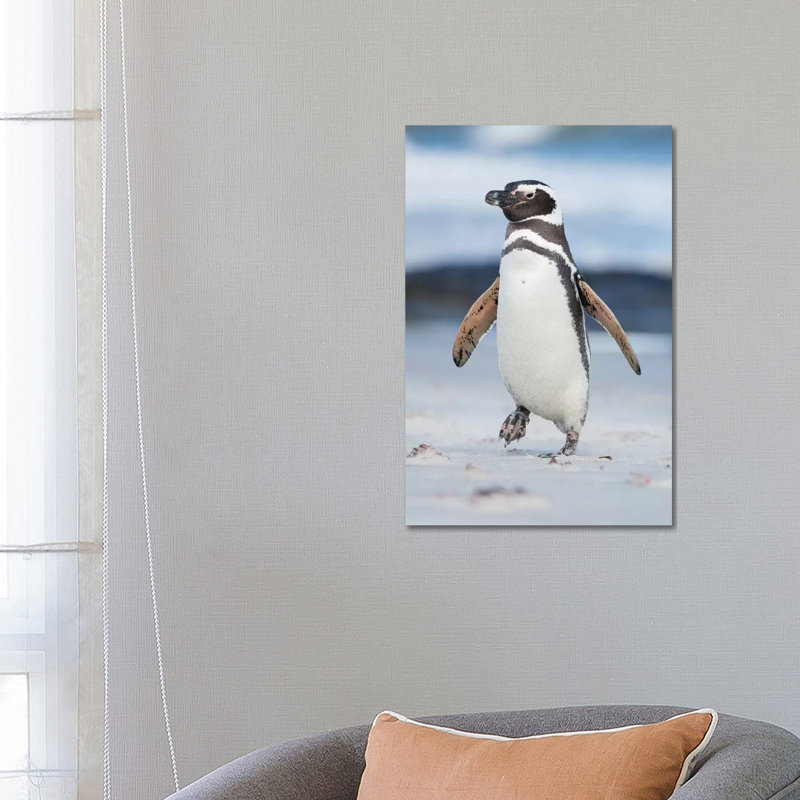 Magellanic Penguin, Falkland Islands. 1 Piece Wrapped Canvas Wall Art, 66.04 cm H x 45.72 cm W x 3.175 cm D