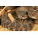 Southern Pacific Rattlesnake by Johnaudrey - Wrapped Canvas Print