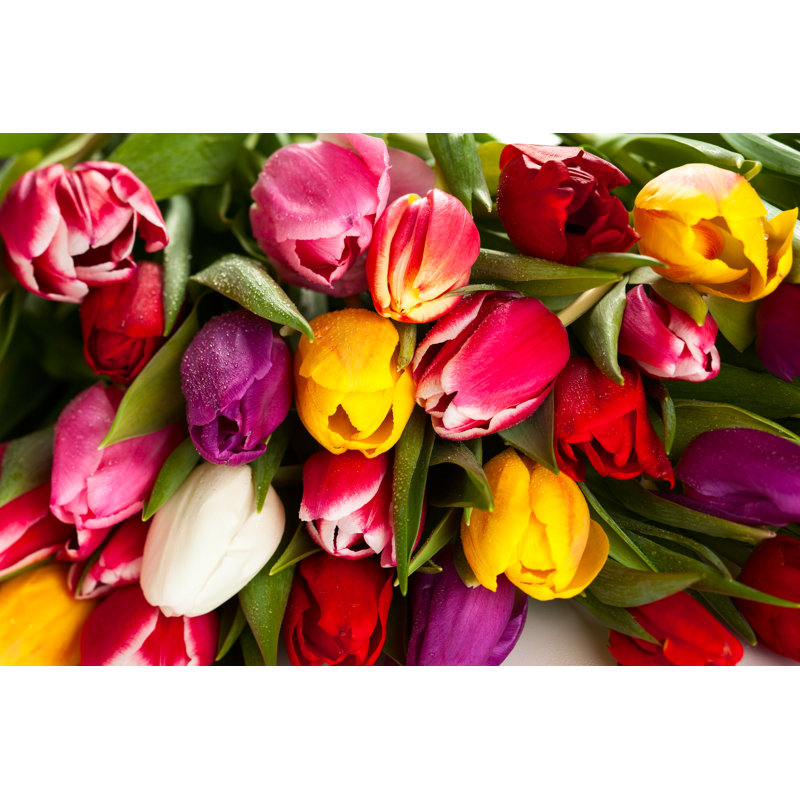 «Spring Tulips» par Sarsmis - photographie sur toile tendue, H 8 po x l 12 po x P 1,25 po