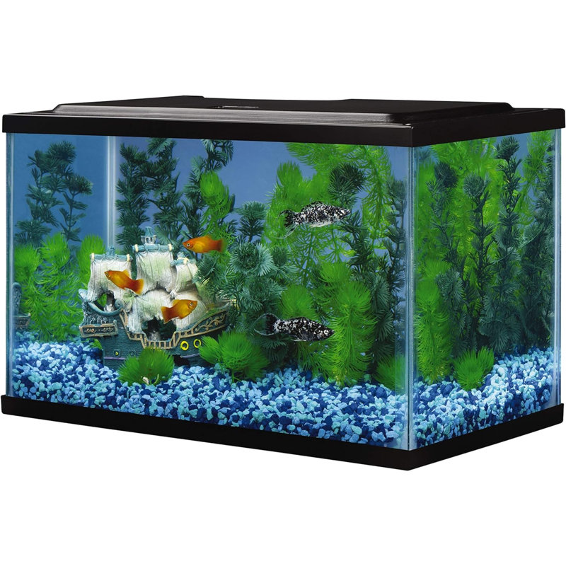Glass Aquarium, Rectangular Fish Tank, Assorted Color, 5.5 Gallon (10" H x 16" W x 8" D)