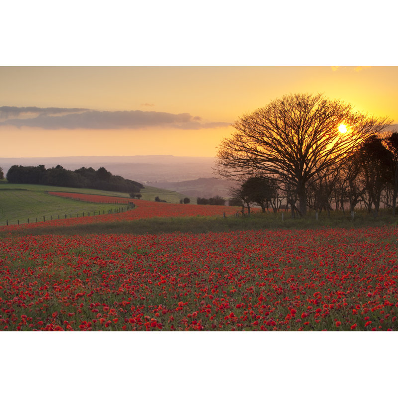 «August Poppies», Melbury Down, Dorset, Royaume-Uni par Antonyspencer, H 8 po x l 12 po