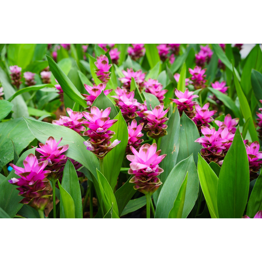 Leinwandbild Foto von Curcuma Alismatifolia Blüte in Thailand