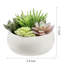Artificial Plant