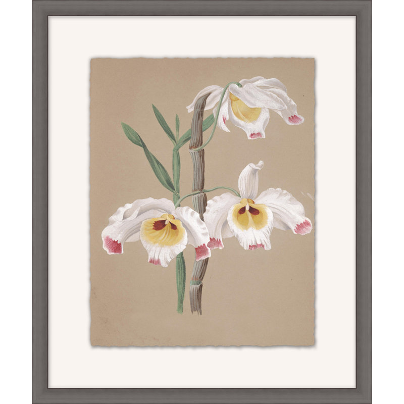 Orchid Study 1 Painting