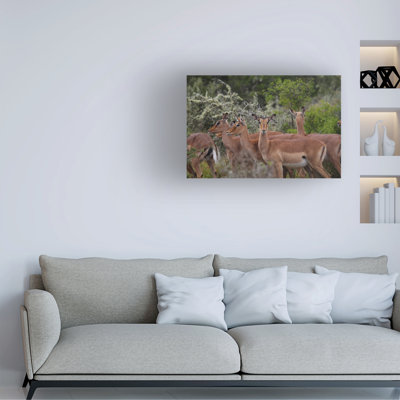 Bolog Bob Langrish Impala Canvas Art