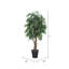 Arbre 72 po Smilax-101485054