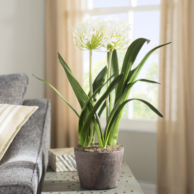 Conservatory Agapanthus Drop in Plant, 23" H x 5" W x 5" D