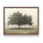 Noyer
