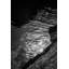 Tidal Pool Print-87888894-74856310
