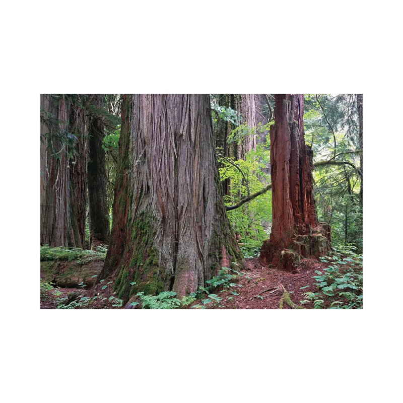 Western Red Cedar Grove of the Patriarchs 1 Piece Wrapped Canvas Wall Art, 66.04 cm H x 45.72 cm W x 1.91 cm D