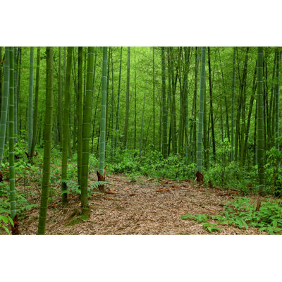 Bamboo Forest, China - Wrapped Canvas Print