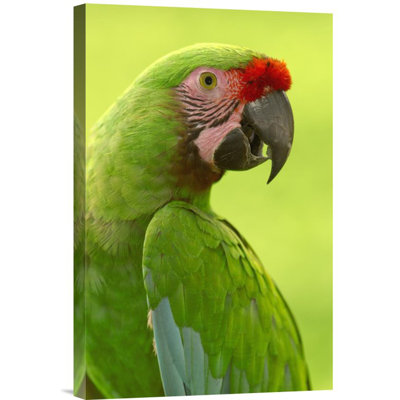 " Military Macaw Portrait, Amazon Rainforest, Ecuador "