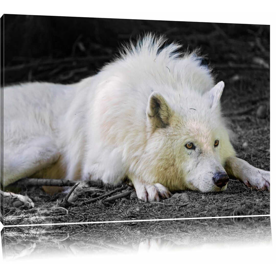 Leinwandbild ,,Ruhender Polarwolf" von Emmanuel Keller (Tombako the Jaguar), Fotodruck