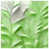 Light Green White