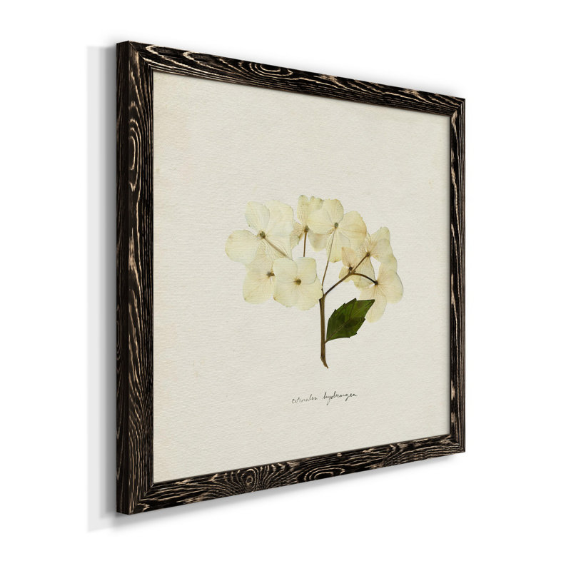 Cornales Hydrangea II - toile encadrée de qualité supérieure - prête à être accrochée, Cadre noir