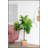 Fiddle Fig Leaf Tree, 40 Leaves