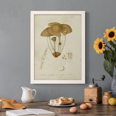 Mushroom Variétés V - reproduction d'art sur toile