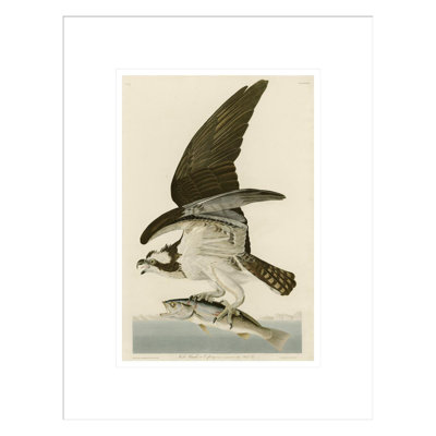 Fish Hawk or Osprey by   John James Audubon -Framed Giclee Print