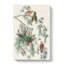 American Crossbill Birds by John Audubon - Wrapped Canvas-55368769