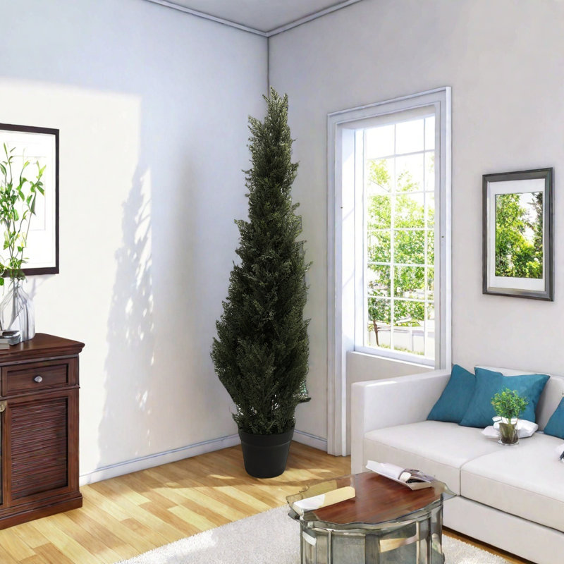 Cypress Plant, 25cm (W) x 25cm (D) x 90cm (H)