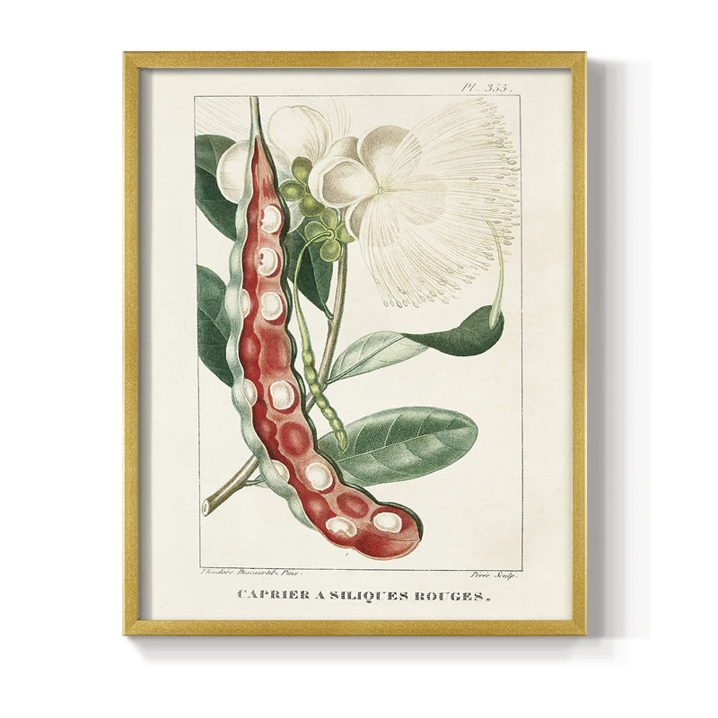«Turpin Tropical Botanicals», reproduction encadrée en bois massif, H 14 po x l 11 po