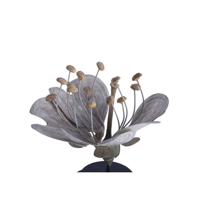 Plant Model