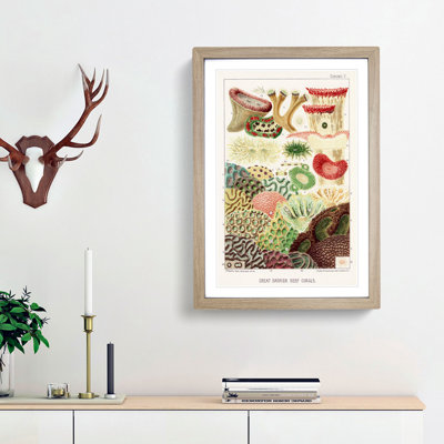 Great Barrier Reef Corals V by W. Saville-Kent - Framed Print