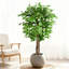 Ensemble de 2 arbres à ficus à 3 branches - votre raccourci pour une maison équilibrée. (Ensemble de 2)