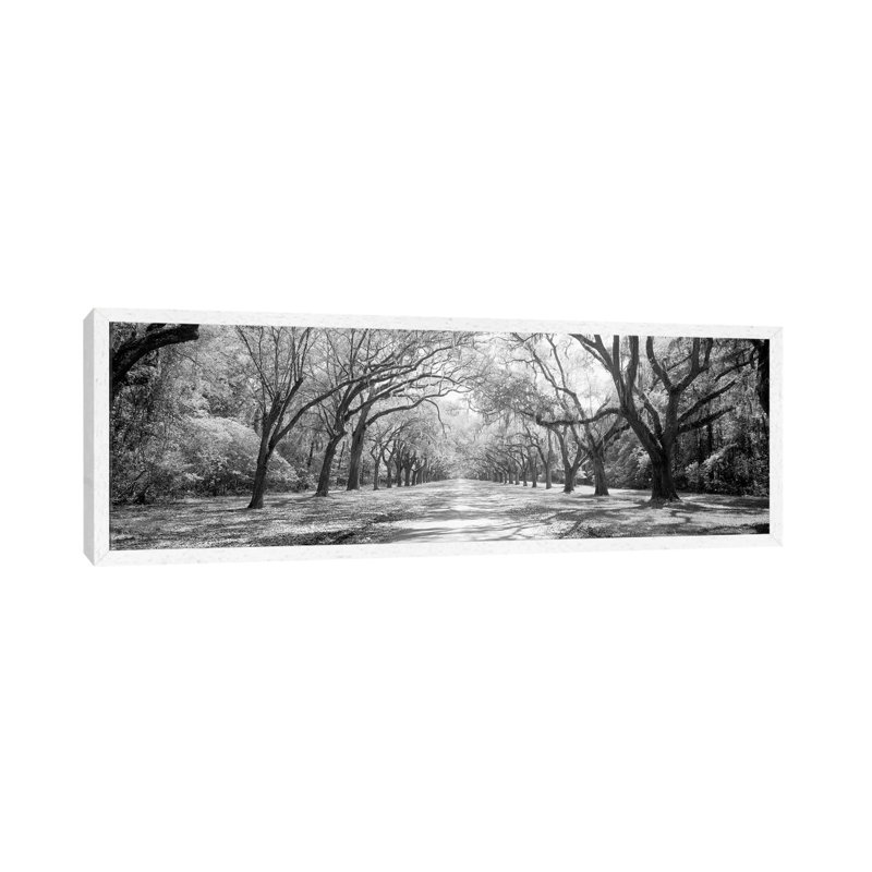 Live Oaks And Spanish Moss Wormsloe State Historic Site Savannah, Georgia II - Panoramic Print on Canvas, White Framed