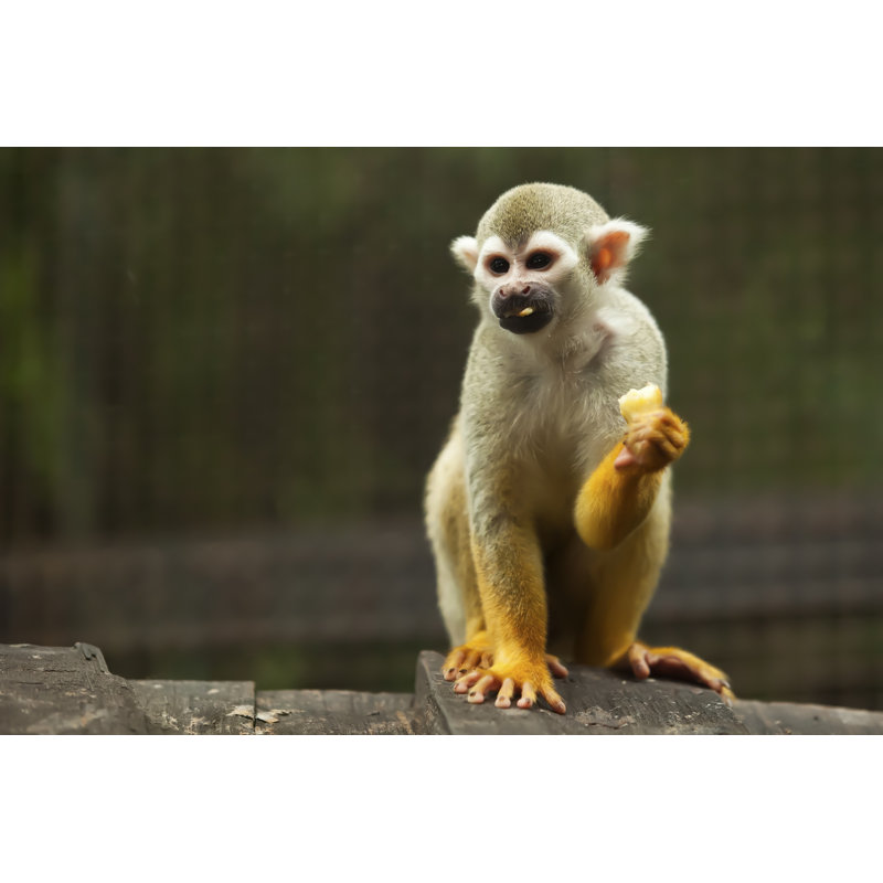 Monkey by Nattanan726 - Wrapped Canvas Print, 20cm H x 30cm W x 3.8cm D