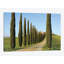 « cypress lineed saleté road », reproduction de photo sur toile-29175931-72773282-72777430