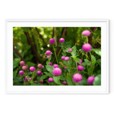 Shakespeare Garden Clover - Picture Frame Photograph on Paper 