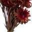 Plumosum Arrangement-94734886