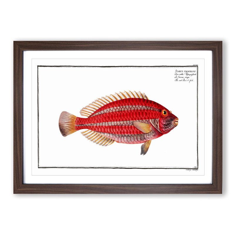 Red Parrot-fish by M.E. Bloch - Picture Frame Painting Print, 27cm H x 36cm W x 2cm D, Walnut Framed