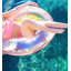 Flotteur pour piscine CoTa Global