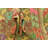 Omari Brown Rug