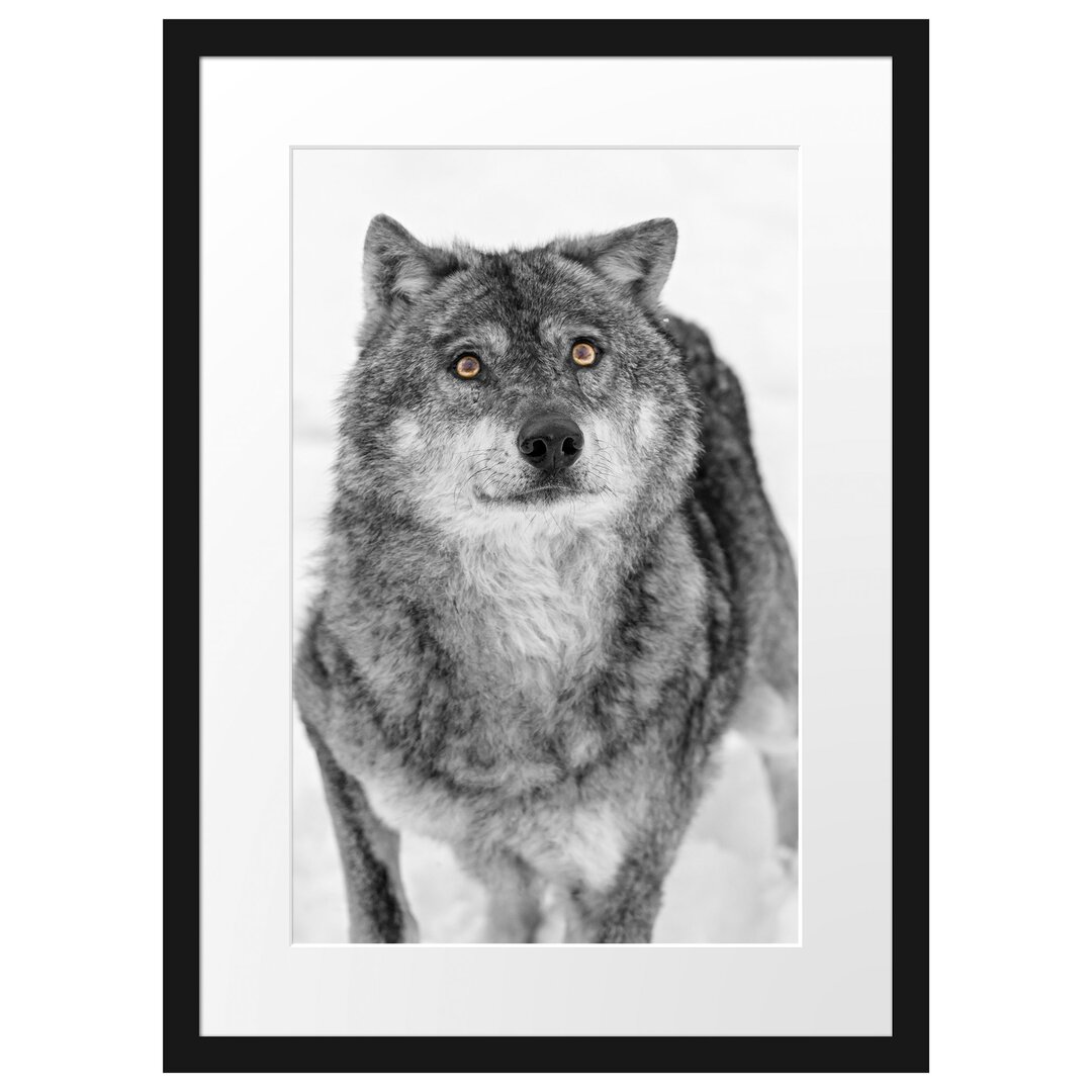 Gerahmtes Poster Niedlicher Wolf im Schnee