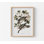 John James Audubon - Pigeons voyageurs, reproduction d'art