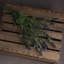 Anastasija Arrangement-1706366295