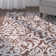 Tyngsborough Floral Wool Hand Woven Area Rug