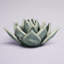 Succulent en céramique Landaverde