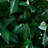 Bay Leaf Artificial Topiary Tree UV