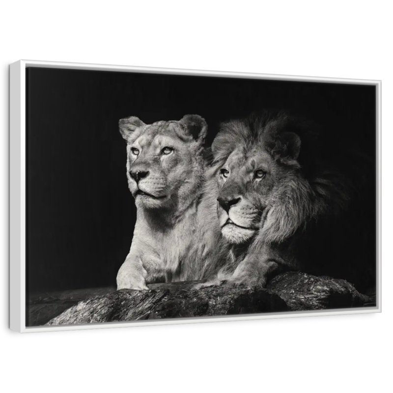 Lion et compagnons de lionne, Cadre flottant blanc, 43 po x 29 po